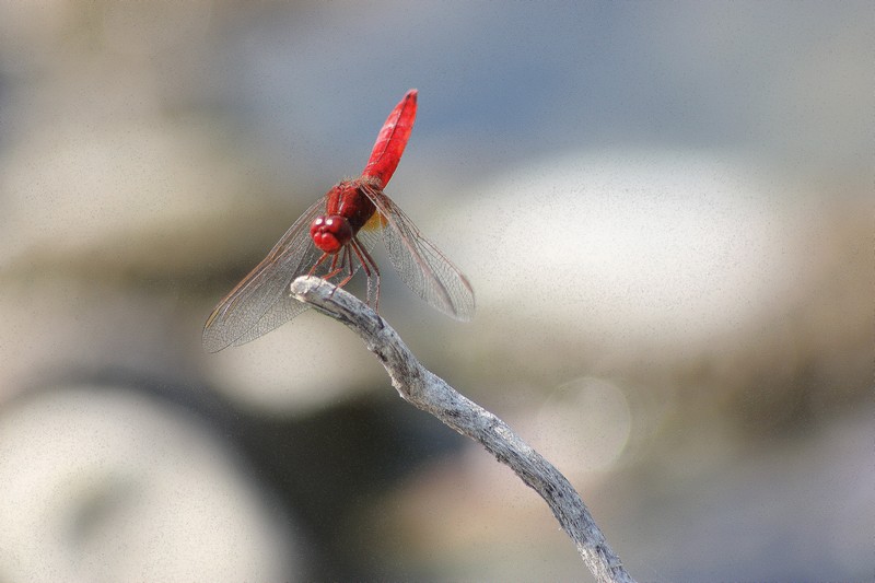 Parliamo di: Scheda Crocothemis erythraea